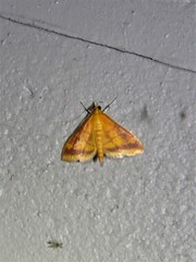 Pyrausta pseudonythesalis
