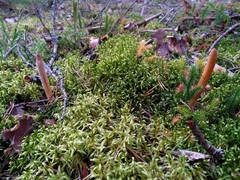 Trichoderma nybergianum