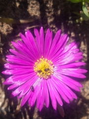 Lampranthus diutinus