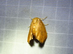 Heterogenea shurtleffi