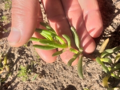 Lampranthus diutinus