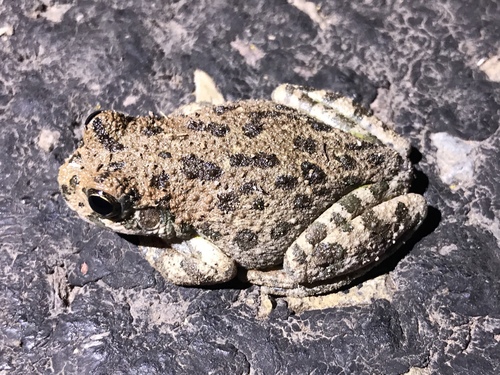 Canyon Tree Frog