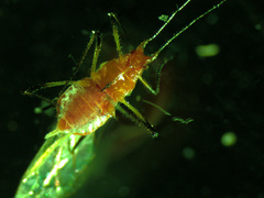 Uroleucon rudbeckiae