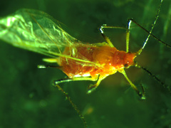 Uroleucon rudbeckiae