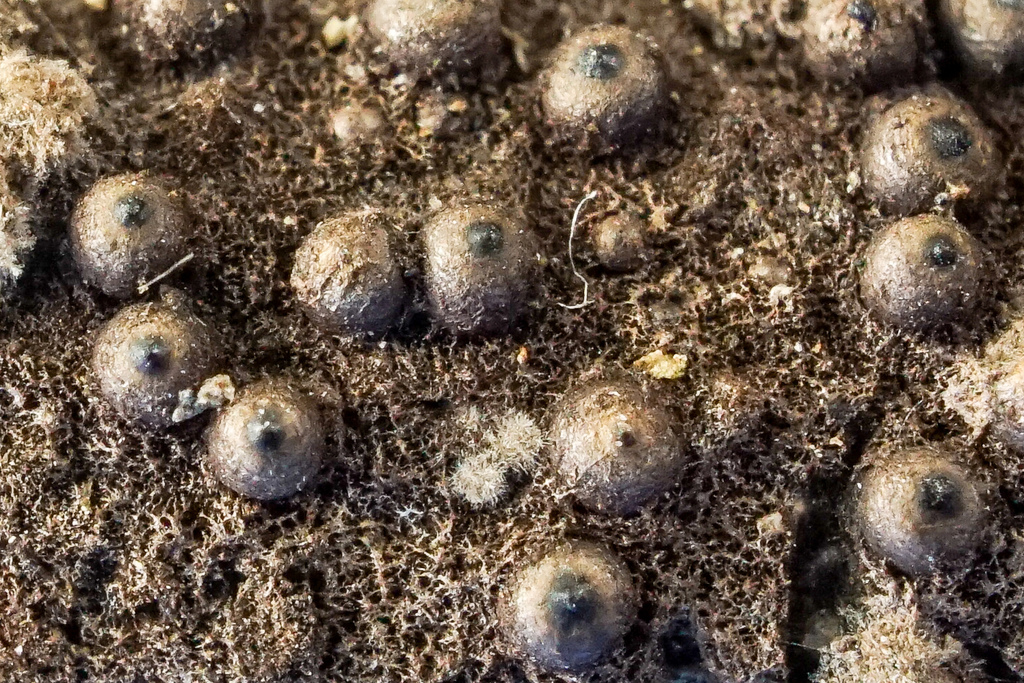 Rosellinia corticium