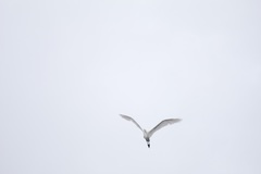 Ardea alba