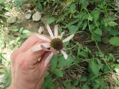 Echinacea tennesseensis