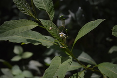 Solanum
