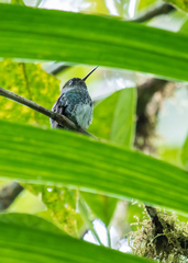 Haplophaedia aureliae