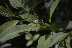 Solanum