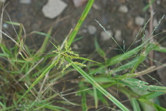 Cyperus iria