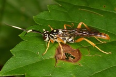 Cratichneumon w-album