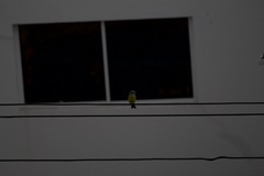 Tyrannus melancholicus