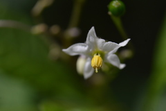 Solanum