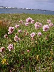 Armeria maritima maritima