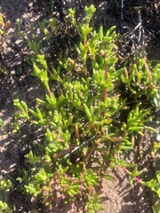 Lampranthus diutinus