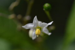 Solanum
