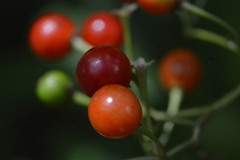 Solanum