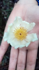 Theaceae