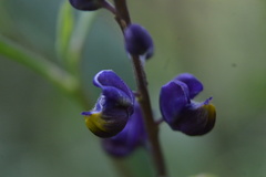 Monnina