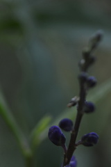 Monnina