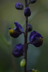 Monnina
