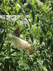 Vanessa cardui
