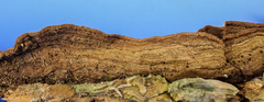 Dentocorticium portoricense