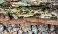 Dentocorticium portoricense