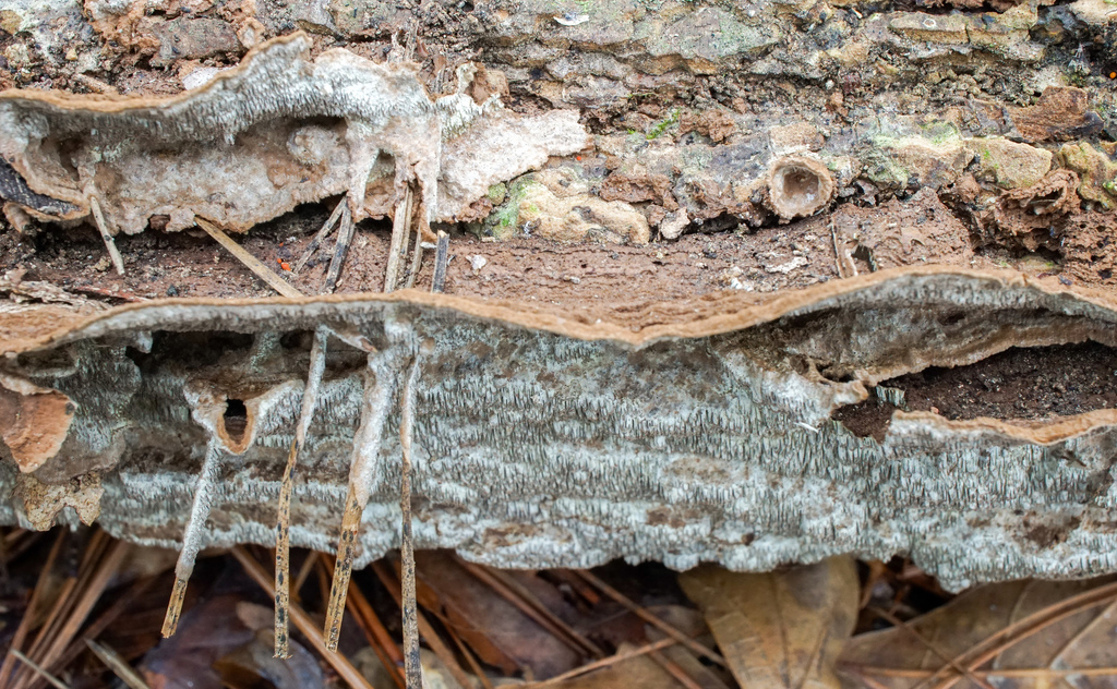 Dentocorticium portoricense