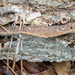Dentocorticium portoricense - Photo (c) Bill Sheehan, μερικά δικαιώματα διατηρούνται (CC BY-NC), uploaded by Bill Sheehan