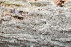 Dentocorticium portoricense