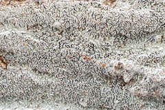 Dentocorticium portoricense