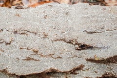 Dentocorticium portoricense