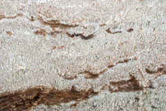 Dentocorticium portoricense
