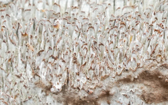 Dentocorticium portoricense