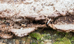 Dentocorticium portoricense