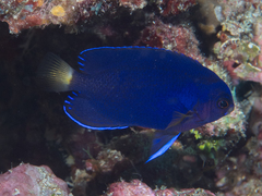 Yellowtail Angelfish photo 3