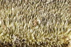 Dentocorticium portoricense