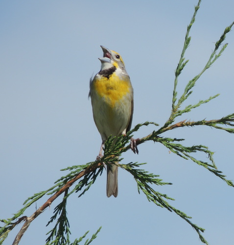 Dickcissel