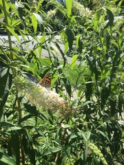 Vanessa cardui