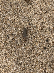 Copidita quadrimaculata