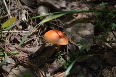 Amanita yema