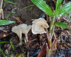 Podoscypha petalodes