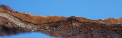 Punctularia strigosozonata image