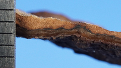 Punctularia strigosozonata image
