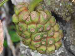Montrichardia arborescens