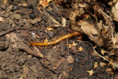 Cryptops anomalans