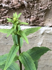 Digitalis lutea