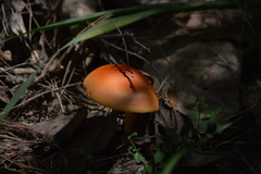 Amanita yema